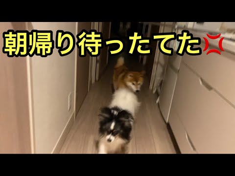【柴犬飼い主54歳】朝帰りの飼い主を待ち続けた柴犬！