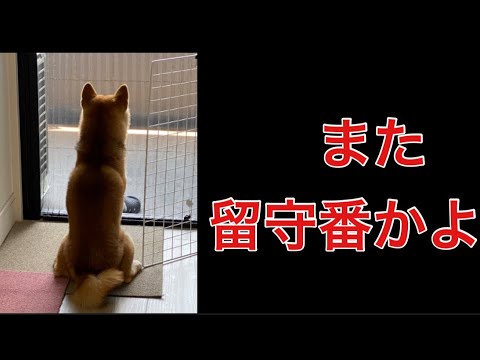 【柴犬飼い主54歳】しば犬を留守番させ子ガモ見にいった飼い主！