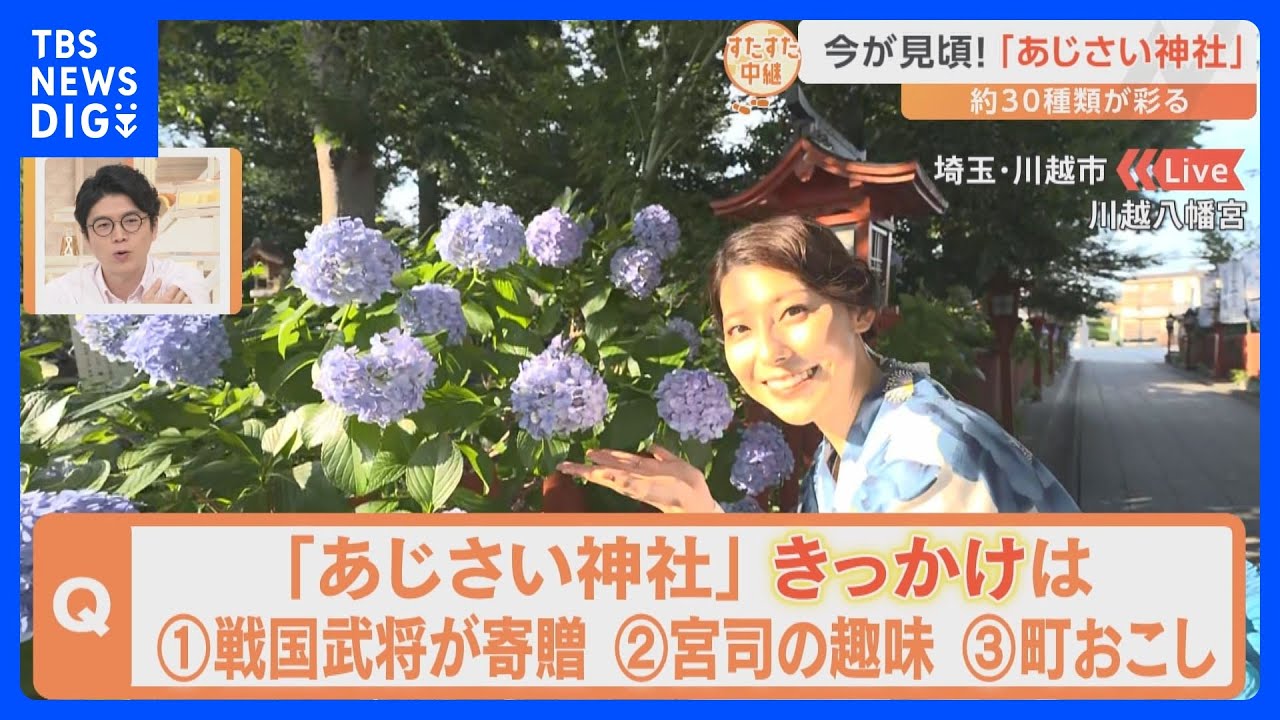 宮司の趣味が高じて、あじさいの名所となった川越八幡宮　あじさいの花手水に「開運水みくじ」も！見頃を迎えた「あじさい神社」をすたすた！｜TBS NEWS DIG