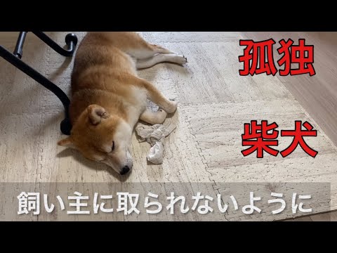 【柴犬飼い主54歳】柴犬に信用されていない飼い主！