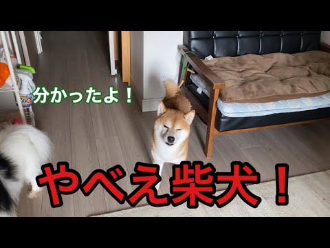 【柴犬飼い主54歳】凶暴な犬が飼い主と一緒に遠吠え！
