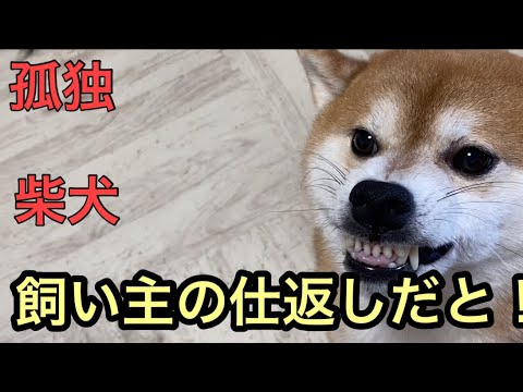 【柴犬飼い主54歳】柴犬にナメられた分仕返し！