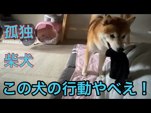 【柴犬飼い主54歳】飼い主の朝帰りに激怒する柴犬！