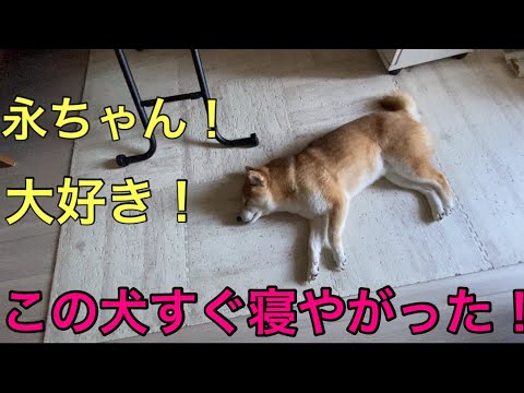 【柴犬飼い主54歳】この犬永ちゃん聴いて寝ちゃった！
