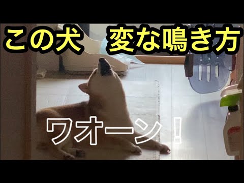 【柴犬飼い主54歳】変な鳴き声しだした！
