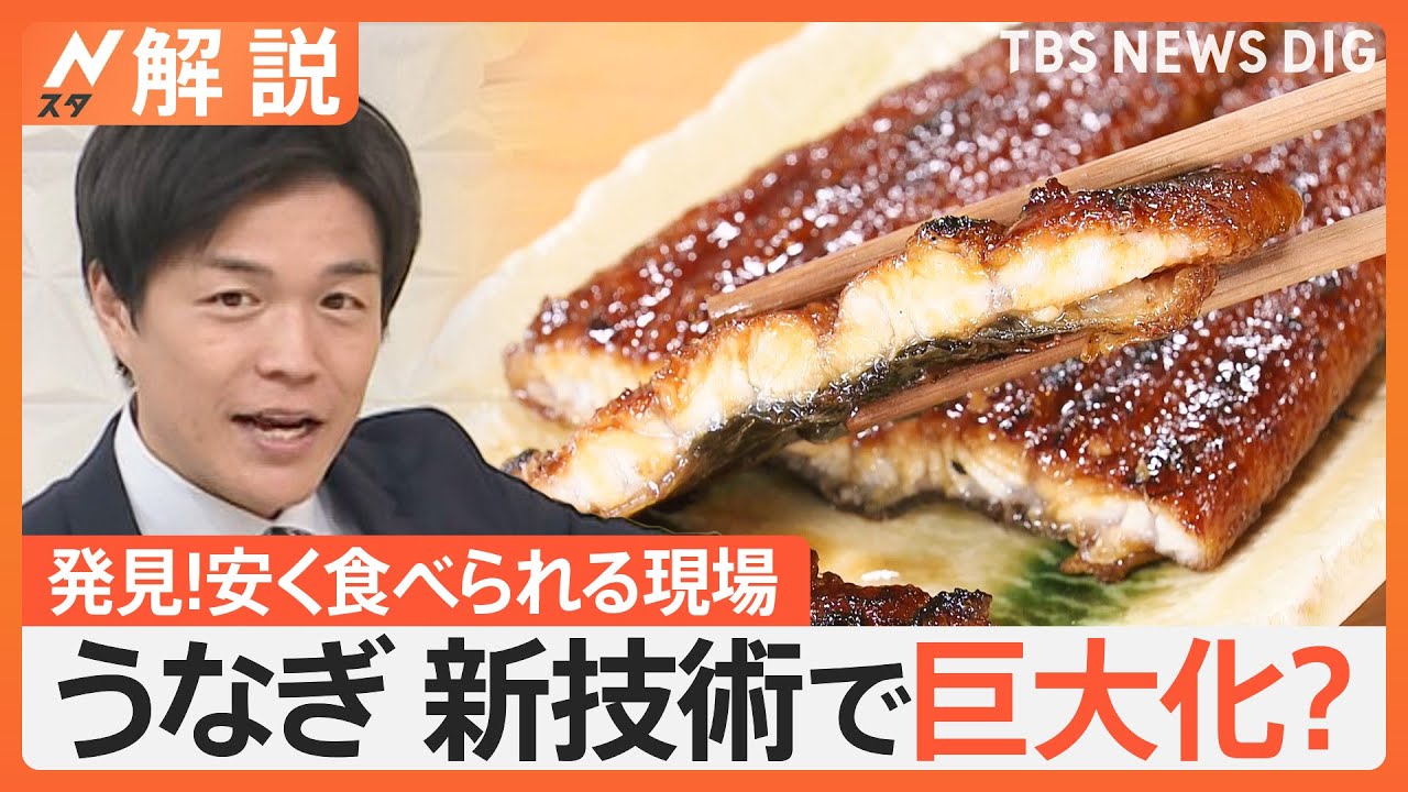 “安くておいしい”うなぎ屋さんの見つけ方は？身が大きいメスは「うなぎ業界の未来の宝」【Nスタ解説】｜TBS NEWS DIG
