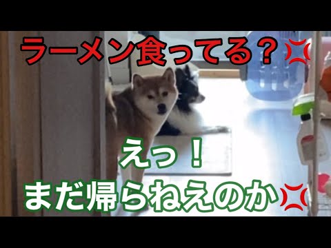 【柴犬飼い主54歳】2日連チャン柴犬に留守お願いしラーメン食べにいってみた！