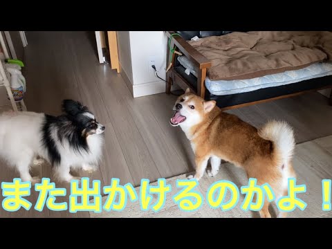 【柴犬飼い主54歳】飼い主との別れがつらい犬！