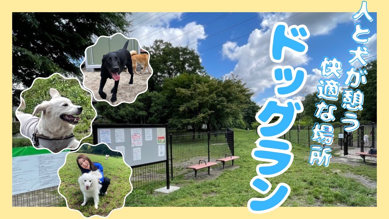 人と犬が憩う快適な場所　区立ドッグラン広場【令和6年7月15日号】すぎなみスタイル