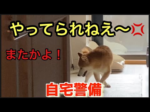 【柴犬飼い主54歳】自宅警備と聞いたら　いなくなる柴犬！