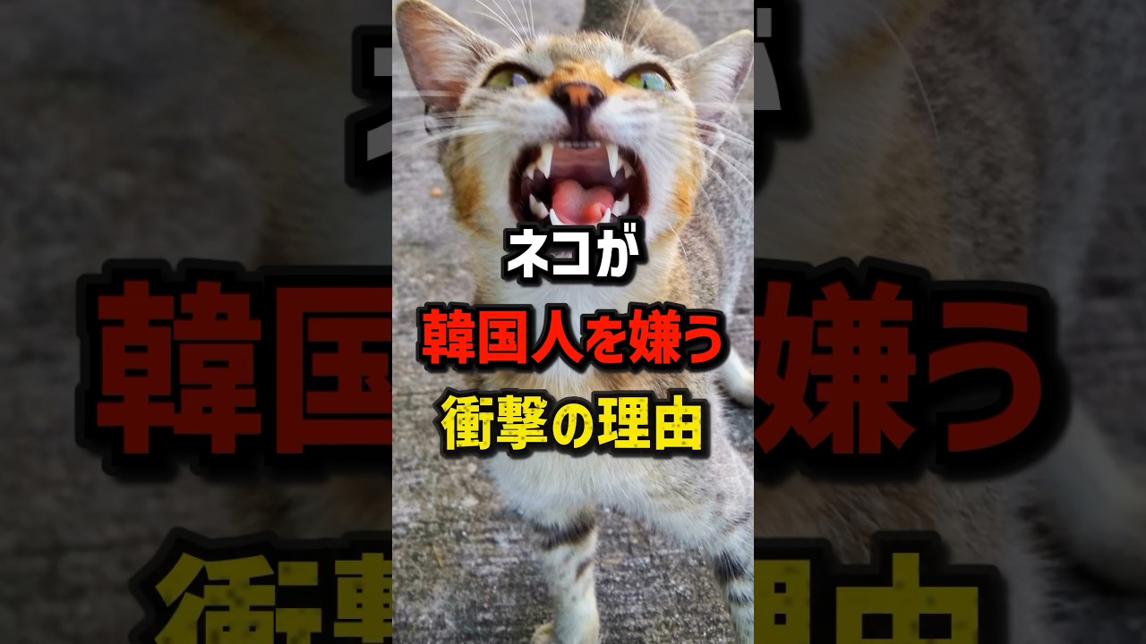 日本では愛される猫が韓国では嫌われる理由　#海外の反応