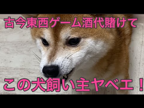 【柴犬飼い主54歳】この犬の飼い主が古今東西マジ強え！