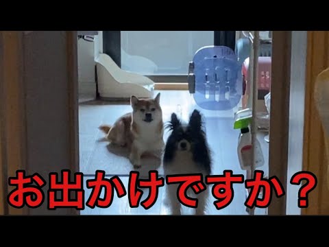 【柴犬飼い主54歳】柴犬もバカじゃない！