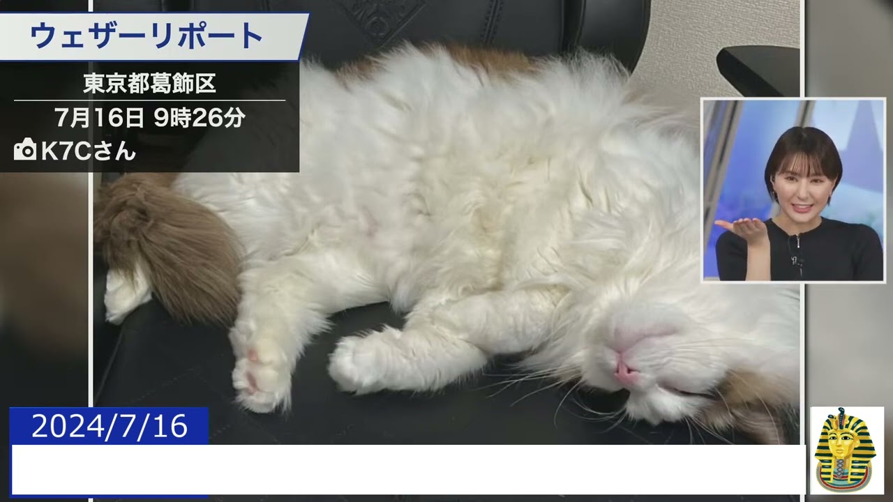 【20240716 ウェザーニュースライブ切り抜き】 かわいい動物リポート #白井ゆかり