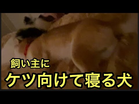 【柴犬飼い主54歳】飼い主にケツ向けて寝る柴犬！