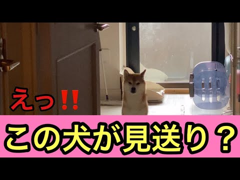 【柴犬飼い主54歳】凶暴な犬が見送りするように！