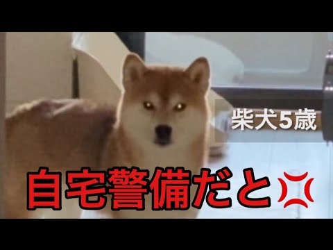 【柴犬飼い主54歳】自宅警備と聞くとガチでいなくなる犬！