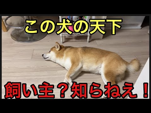 【柴犬飼い主54歳】犬に見捨てられた飼い主が餃子の王将に食べにいった！