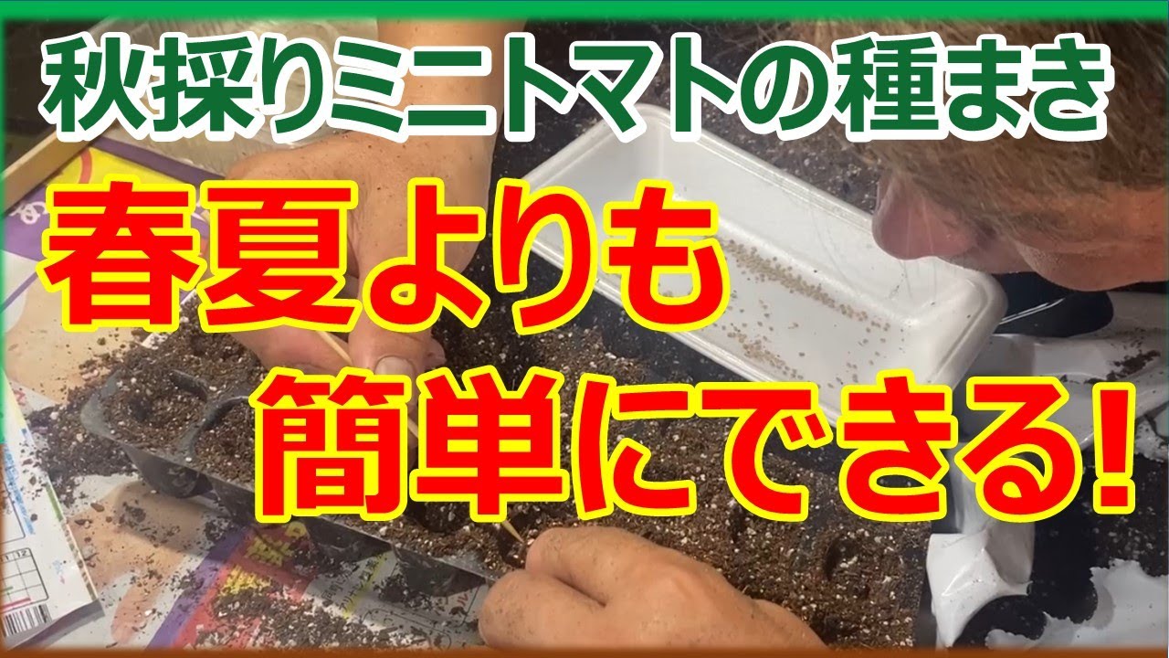 【種が小さいので紛失注意】春蒔きミニトマトより簡単！秋採りミニトマトの種まき