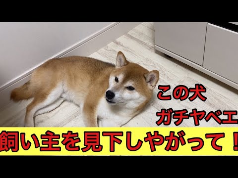 【柴犬飼い主54歳】飼い主を見下す柴犬！