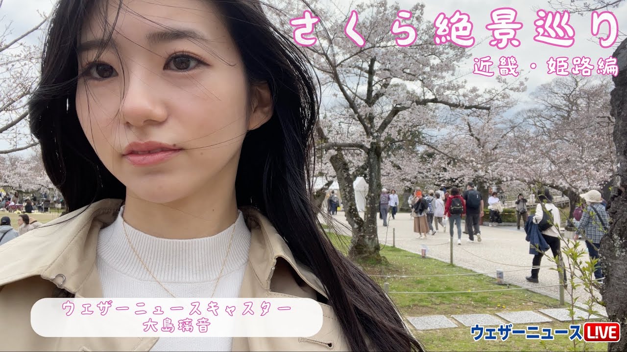 【桜】桜絶景巡り〜姫路編〜 /大島璃音