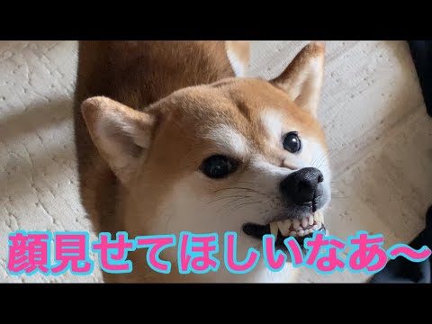 【柴犬飼い主54歳】柴犬の顔見たいな〜って言ったら見せに来た！
