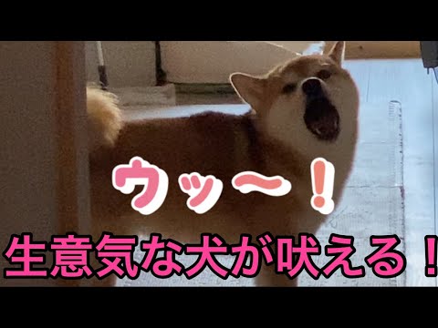 【柴犬飼い主54歳】生意気な犬が遠吠えする！