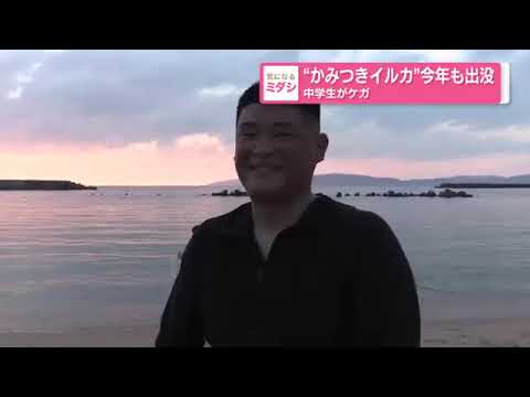 かみつきイルカ」今季も出没、中学生けが　海保「近づかないで」安田琢典