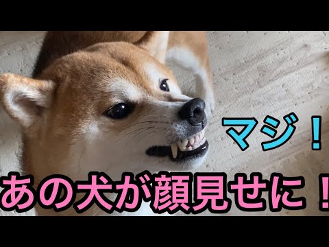 【柴犬飼い主54歳】あの犬が出勤前に顔見せにきた！