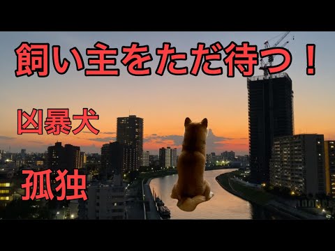 【柴犬飼い主54歳】飼い主の帰りをただ待つ犬！