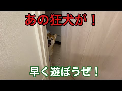 【柴犬飼い主54歳】あの狂犬が飼い主に遊びをせがむ！