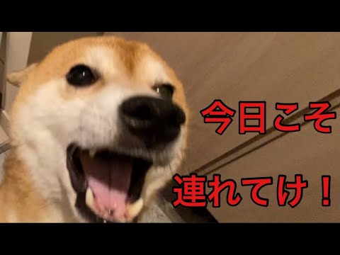 【柴犬飼い主54歳】一緒に連れてけと犬がねばる！