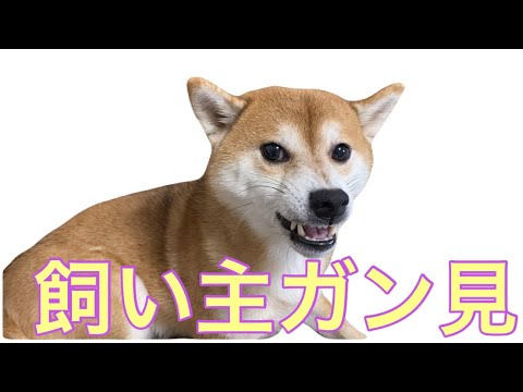 【柴犬飼い主54歳】ナメてる犬のお気に入り取ってみた！