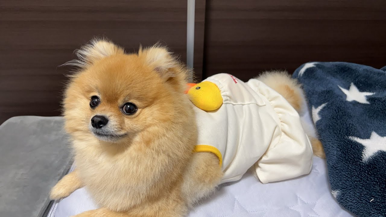 大好きなアヒルさんをおんぶしてるポメラニアンの配信☺️