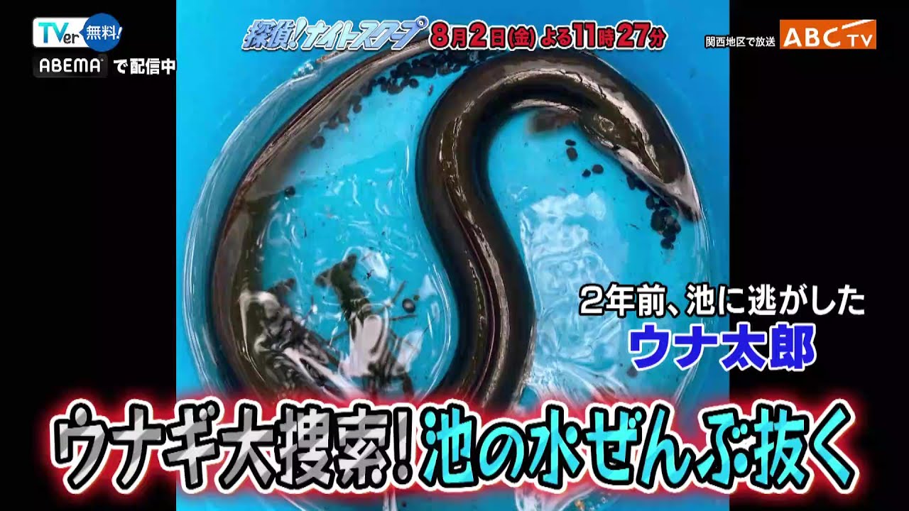 「探偵！ナイトスクープ」8月2日（金）深夜放送