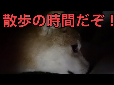 【柴犬飼い主54歳】散歩の目覚まし　鳴ったら起きろ！