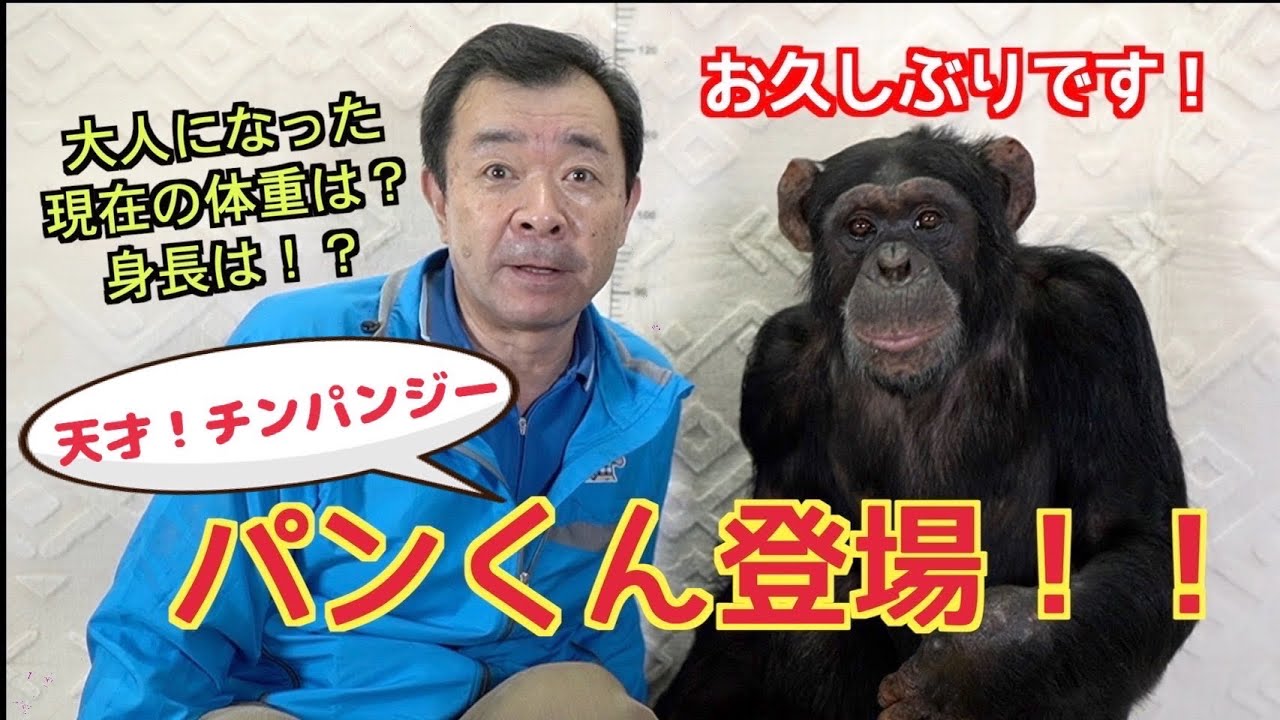 天才！チンパンジーパンくん＆宮沢さんの黄金コンビ復活‼️今現在のパンくんの様子をお届けします。