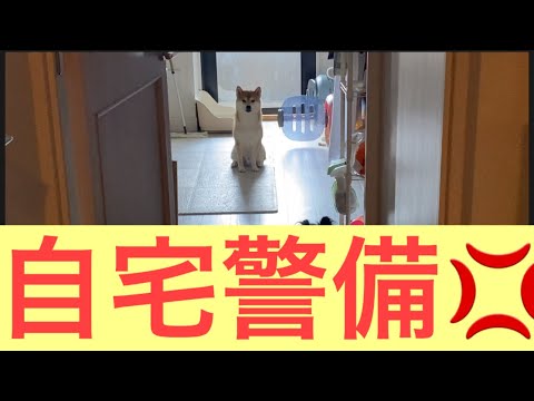 【柴犬飼い主54歳】自宅警備と聞いたらいなくなる犬！