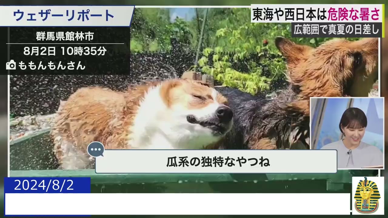【20240802 ウェザーニュースライブ切り抜き】 かわいい動物リポート #白井ゆかり