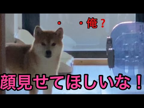 【柴犬飼い主54歳】顔見たいと何度もせがんだら見せにくる犬！