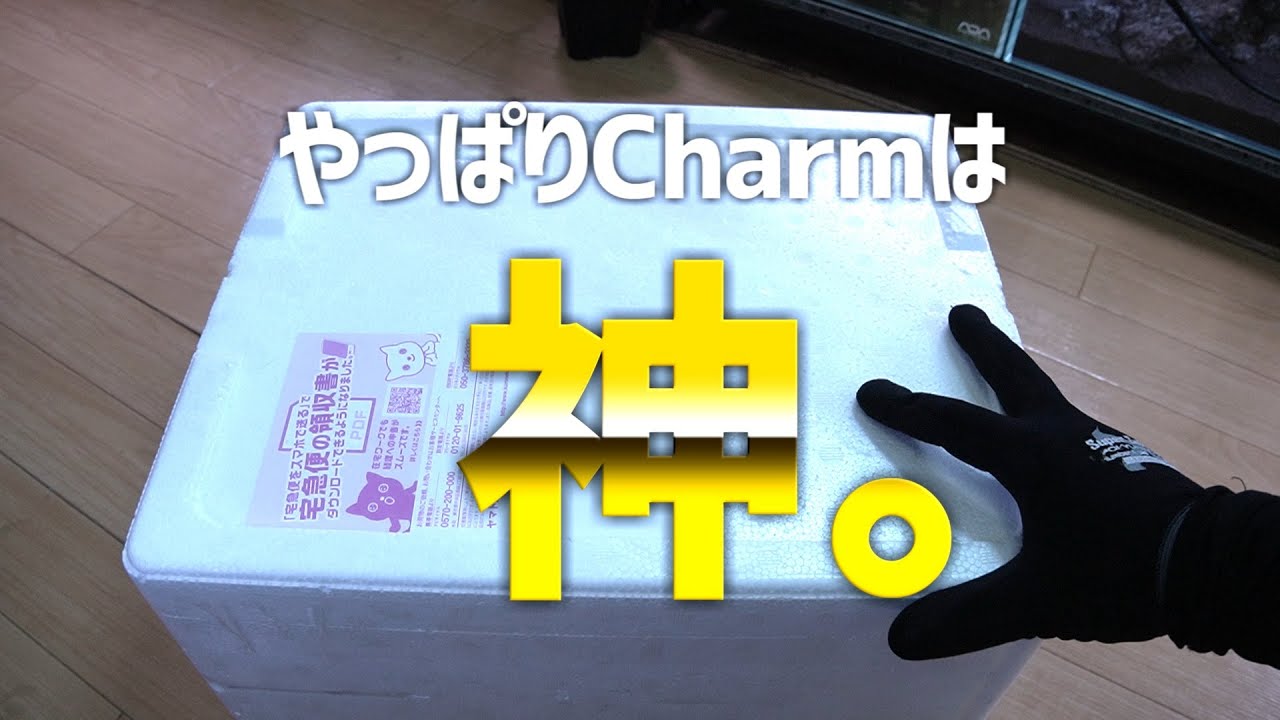 結局のところ、Charmが神ってこと。#580【アクアリウム】