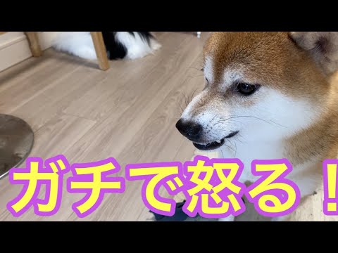 【柴犬飼い主54歳】ガチで怒りだした！