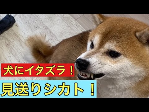 【柴犬飼い主54歳】犬にイタズラしたら見送りもしねえ！