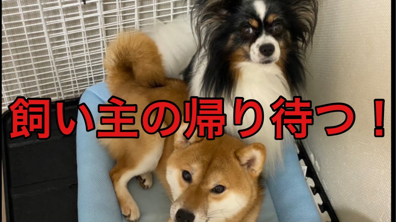 【柴犬飼い主54歳】ゲリラ雷雨　飼い主の帰り待つ犬！