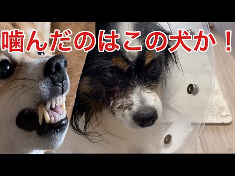 【柴犬飼い主54歳】あの犬か？噛んだの！