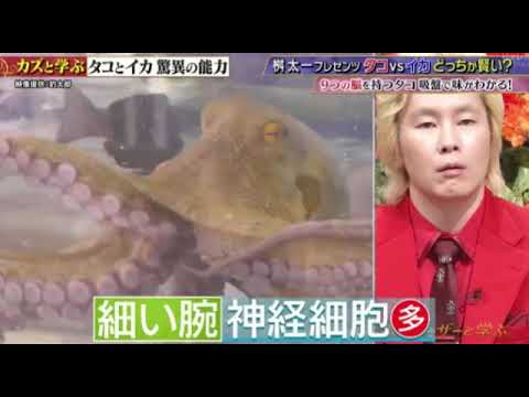 【タコvsイカ】カズレーザーと学ぶ8月6日＜桝太一プレゼン/見逃し配信/再放送/フル＞2024年8月6日 LIVE FULL