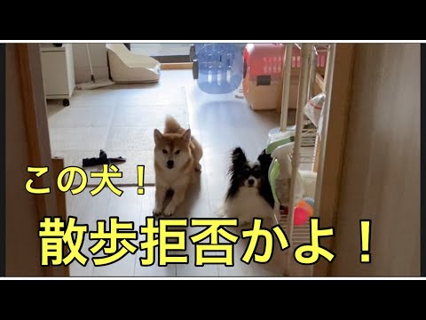 【柴犬飼い主54歳】暑いから散歩行かないって！