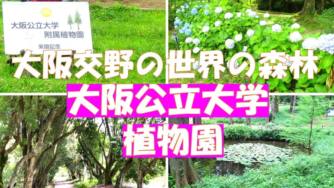 森の植物園【大阪公立大学附属植物園】京橋から京阪電車でたったの３０分で１１種類の樹林型を再現した森を体験。独特の世界が味わえる広大な植物園です。