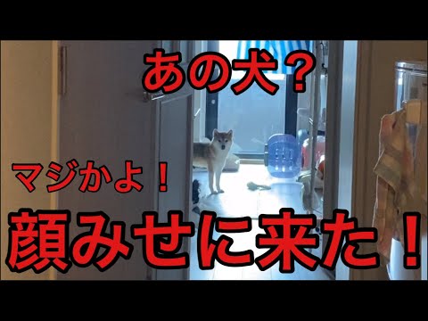 【柴犬飼い主54歳】犬にご飯あげたら見送りのため顔見せに来た！