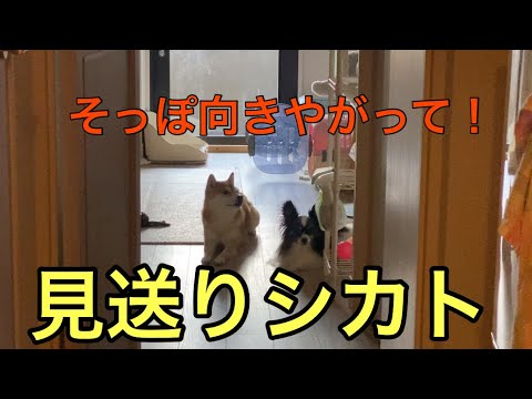 【柴犬飼い主54歳】犬の昼寝邪魔したらそっぽむいてシカト！